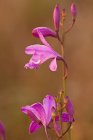 Image result for Blotiella sinuata