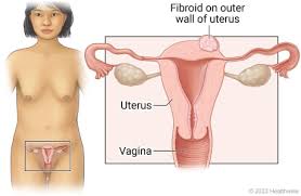 Image result for uterus