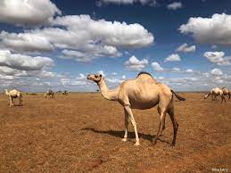 So how much money do russians themselves consider enough? With Refrigerated Atms Camel Milk Business Thrives In Kenya Voice Of America English