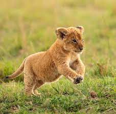 Buy Lion Cubs Online Exotic Pets For Sale Parrots For Sale Exotic Cats For Sale Bengal Kittens For Sale