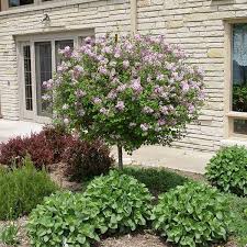 We did not find results for: Dwarf Korean Lilac Tree Naturehills Com