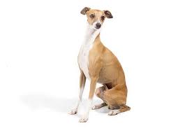 Italian greyhound markings solid /minimal. Italian Greyhound Dog Breed Information