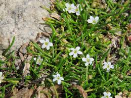 Image result for Limosella