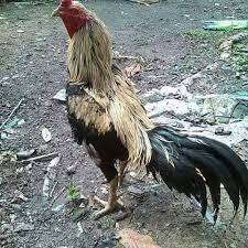 Daun pepaya memiliki banyak kandungan gizi, diantaranya vitamin a, b1, c, kalori dan protein. Khasiat Penggunaan Herba Pada Aku Breeder Ayam Malaysia Facebook