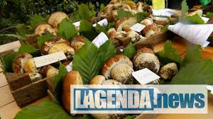 «l' azienda antichi sapori di montagna by cimino international è situata nel cuore della. Daniela Ruffino Eliminare Le Tasse Sulla Raccolta Funghi L Agenda News
