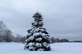 Flocked trees are those gorgeous, snowy white ones. Pine Tree Covered In Snow Photograph By Janet Mcconnell