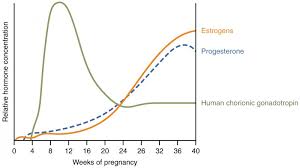 Maternal Changes During Pregnancy Labor And Birth