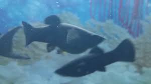 Mollies are basically pregnant there whole life, if there's a male in the tank it's pregnant, so it's most likely your fish is. How To Tell If A Black Molly Fish Is Pregnant And When It Will Give Birth Youtube