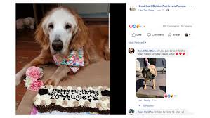 West Tn Dog Turns 20 Becomes Oldest Golden Retriever In History Wbir Com