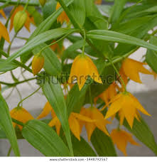 Image result for Littonia modesta