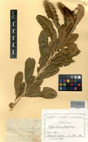 Image result for Ochna schweinfurthiana