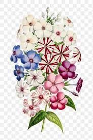Vintage Colorful Petunia Flower Design Element Premium Image By Rawpixel Com Gade Petunia Flower Flower Drawing Flower Designs