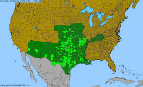 Image result for Fuirena microcarpa