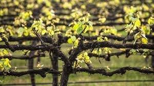 Image result for grape pruning
