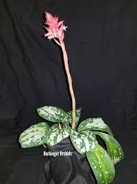 Image result for Struchium sparganophorum