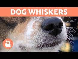 Why Do Dogs Have Whiskers Do They Need Them Can You Cut Or Trim Them Caninejournal Com