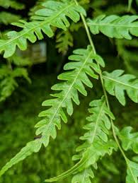 Image result for Pityrogramma argentea