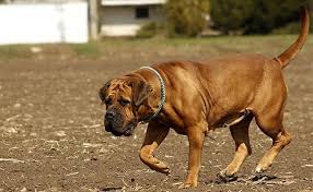 Look at pictures of puppies in ohio who need a home. Boerboel 10 Vital Dog Breed Information You Must Not Miss Petmoo