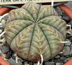 Cuttings should be taken with a sharp, clean knife. Euphorbia Pflege Pflege Der Pflanze Pflanzenfreunde Com