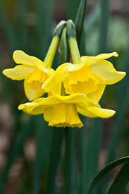 Narcissus Dickcissel Early April Narcissus Daffodils Planting Daffodil Bulbs
