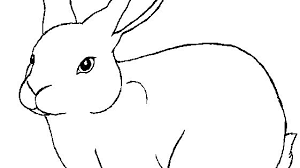 Inilah sebahagian daripada beberapa lakaran awal proton suprima s yang telah diberikan oleh laman facebook rasmi proton holdings berhad kepada saya khas buat tatapan pembaca setia. Rabbit Template Free By Shalafi Anwe On Deviantart Outline Drawings Bunny Coloring Pages Bunny Drawing