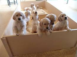 Thinking of adopting a golden retriever mix? Golden Retriever Puppies Cute Baby Animals Puppies Dog Breeder