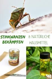 Eine bekämpfung von gartenwanzen ist in den meisten fällen nicht sinnvoll, da von den tieren keine gefahr ausgeht. Stinkwanzen Bekampfen 8 Naturliche Hausmittel Gartendialog De Wanze Schadlinge Im Garten Hausmittel