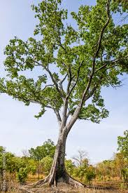 Image result for Khaya