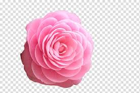 Transparent background vector rose flower png. Real Pink Flower Transparent Background Novocom Top
