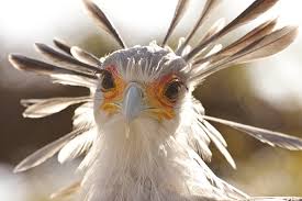 Birds Of A Feather Movie 2020 The Secretary Bird Is So Gorgeous It Could Easily Become A Character In A Pixar Movie In 2020 Bird Birds Of Prey Largest Bird Of Prey