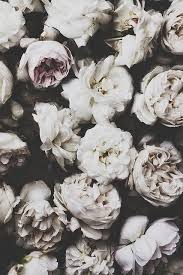 Black And White Toses Flowers Floral Bloom