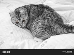 One of them is grey with curly hair. Scottish Whiskas Grey Image Photo Free Trial Bigstock