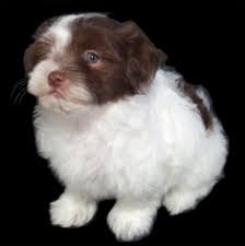 The cheapest offer starts at £20. View Ad Havanese Puppy For Sale Near Missouri Fenton Usa Adn 70314