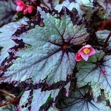 The T Rex Begonia Is Still Going Strong Or In Our Household We Call It The Jurrassic Park Plant Such A Unique Type Of Begonia These Plants Like Full Shade