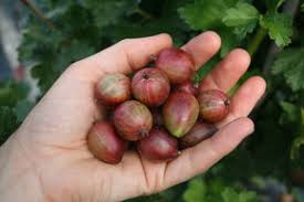 Früchte mit fester schale und weichem fruchtfleisch, leicht säuerlicher geschmack. Wann Sind Die Stachelbeeren Reif
