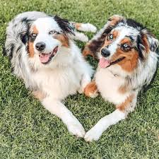White shepherd puppies for sale australia. Australian Shepherd Australian Shepherd Puppies For Sale Facebook