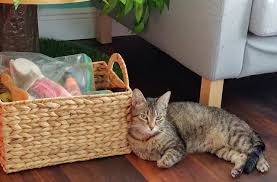 The official facebook group for good karma pet rescue in south florida! Good Luck Cat Cafe Finds New Home The Gazette News Sfgn Articles