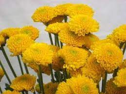 Pin On Yellow