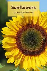 Sunflowers An American Treasure Nature Activities Nature Hunt Sunflower