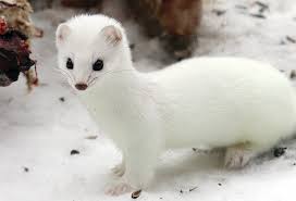 weasel