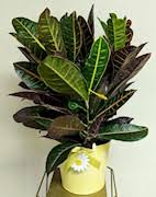 Gladys Kuchenbecker Obituary