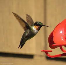 We did not find results for: Hummingbirds Found In Michigan Pictures And Sounds Hummingbird Bliss