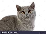 British Shorthair - Price, Personality, Lifespan