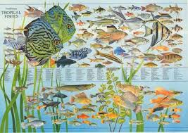 A Great Poster With A Colorful Array Of Tropical Freshwater Fish Species That Will Give You Hours Tropical Fish Tropical Freshwater Fish Tropical Fish Aquarium