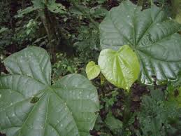 Image result for Pterygota