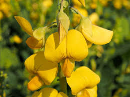 Image result for Crotalaria schliebenii