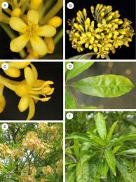 Image result for Mostuea brunonis