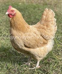 The buff orpington is among the most popular chicken breeds. Buff Orpington Happy Feet Hatchery