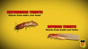 Get info on truly nolen pest & termite. Termite Control Services Truly Nolen
