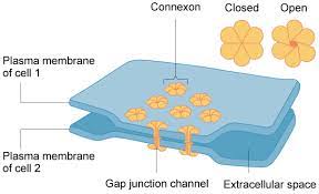 We did not find results for: Cell Cell Junctions Gap Junctions Article Khan Academy